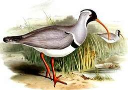 Ibisbill