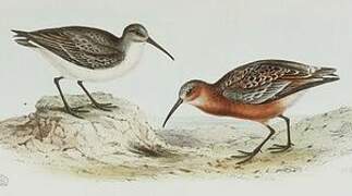 Curlew Sandpiper