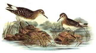 White-rumped Sandpiper