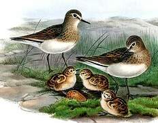 Temminck's Stint