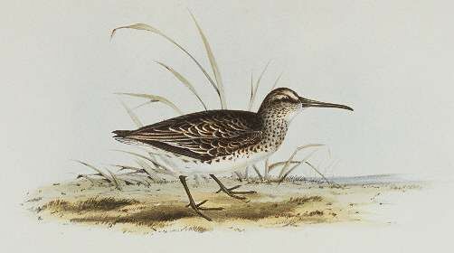 Broad-billed Sandpiper