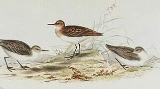 Little Stint