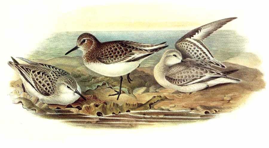 Sanderling