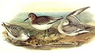 Sanderling