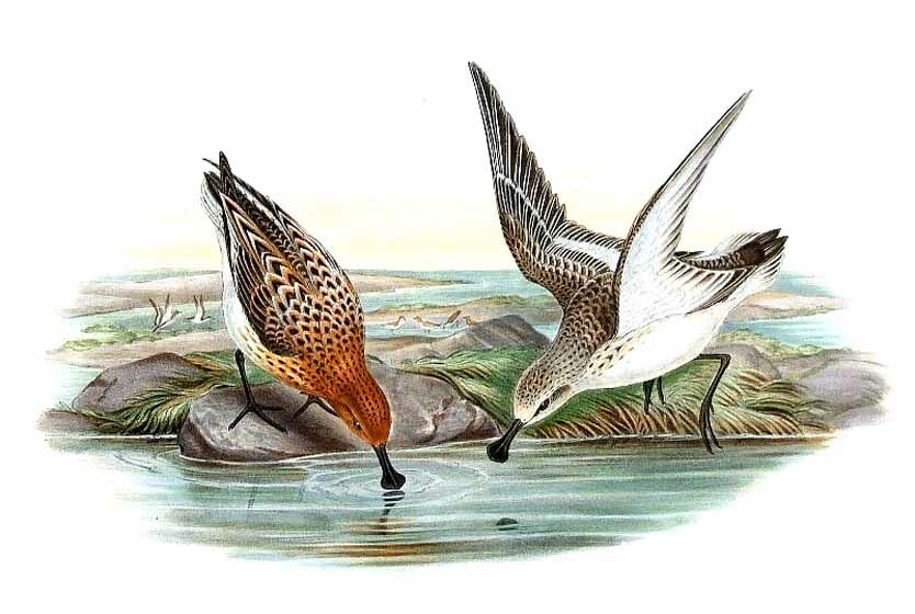 Spoon-billed Sandpiper