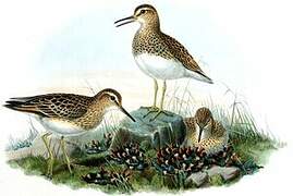 Pectoral Sandpiper