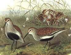 Dunlin