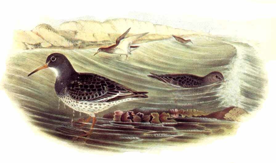 Purple Sandpiper