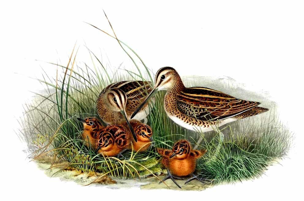 Common Snipe