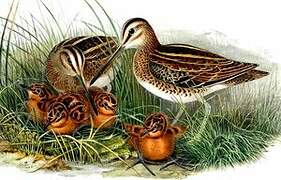 Common Snipe