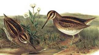 Jack Snipe