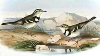 Forest Wagtail