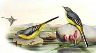 Grey Wagtail