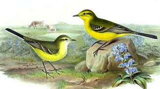 Western Yellow Wagtail (flavissima)