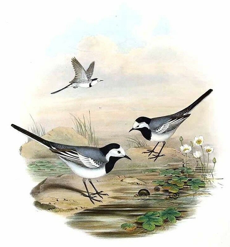 White Wagtail