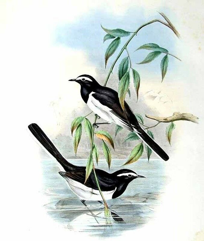 White-browed Wagtail