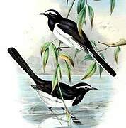 White-browed Wagtail