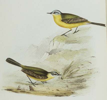 Western Yellow Wagtail