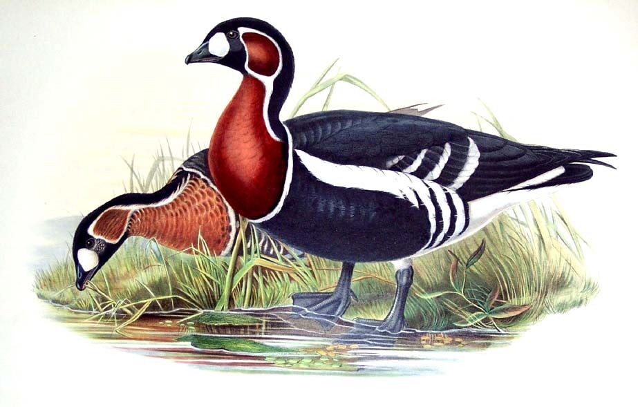 Red-breasted Goose