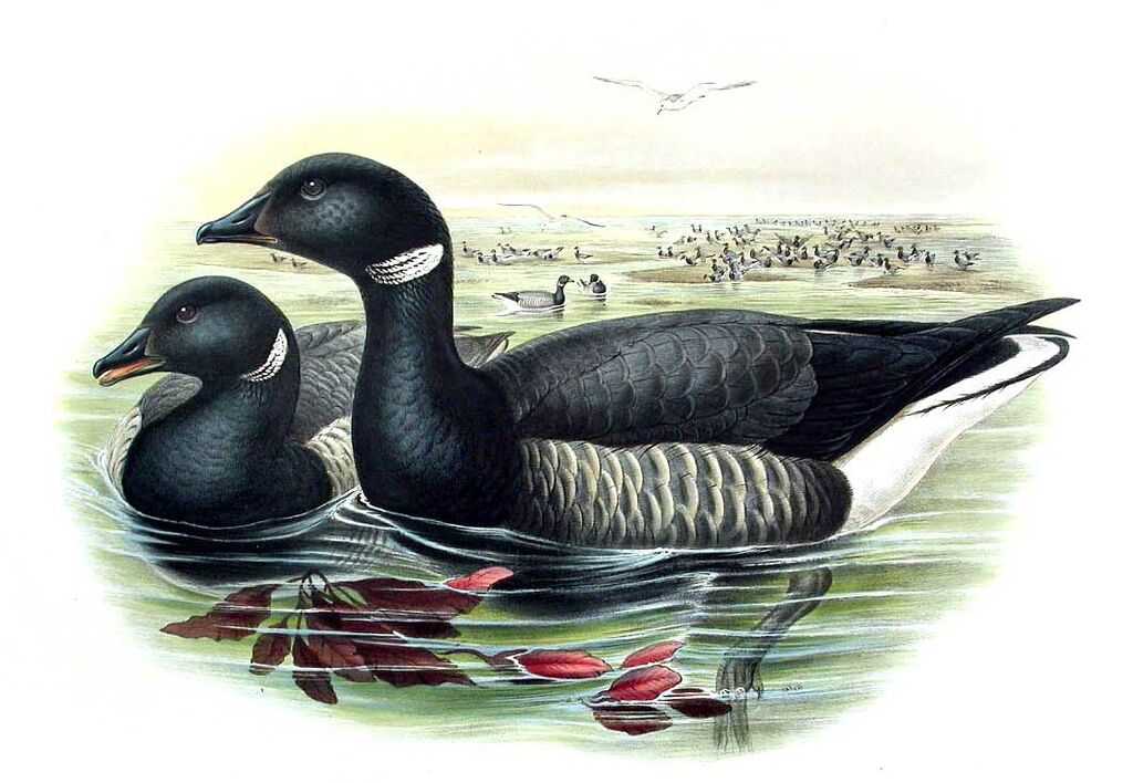 Brant Goose