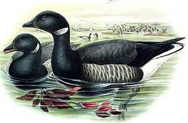 Brant Goose