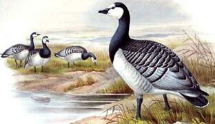 Barnacle Goose