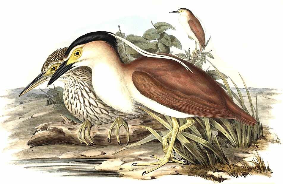 Nankeen Night Heron