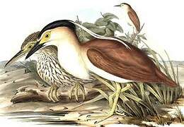 Nankeen Night Heron