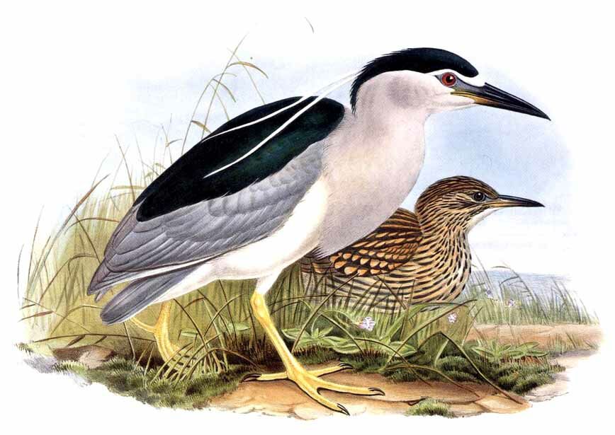 Black-crowned Night Heron