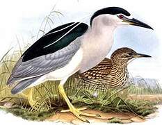 Black-crowned Night Heron