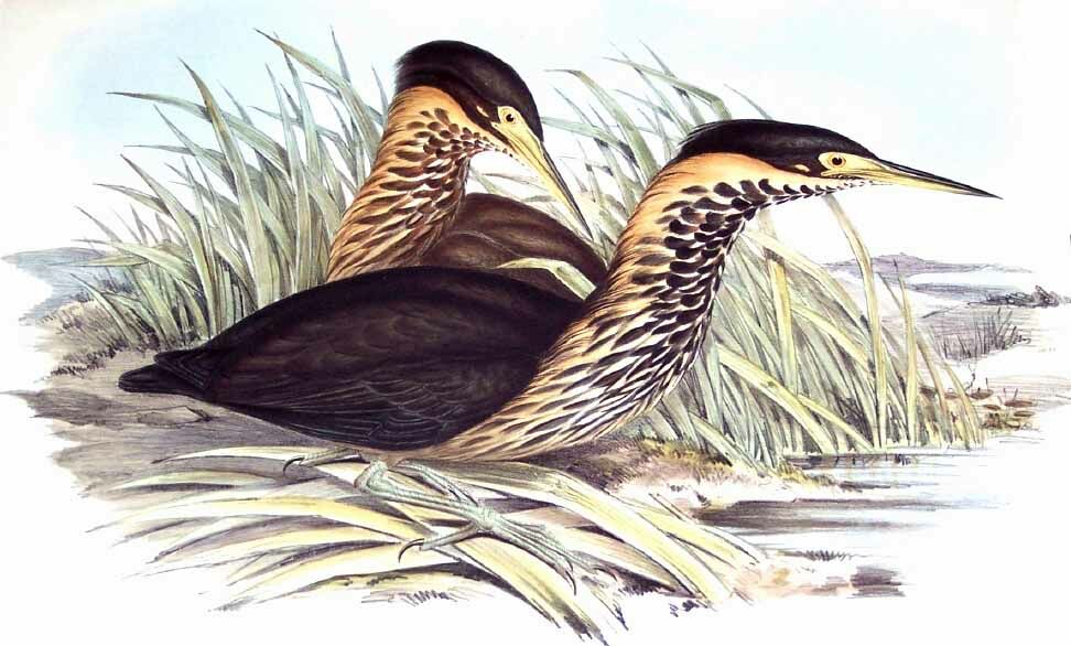 Black Bittern