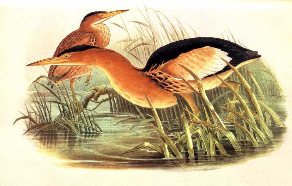 Little Bittern