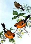 Orange Bullfinch