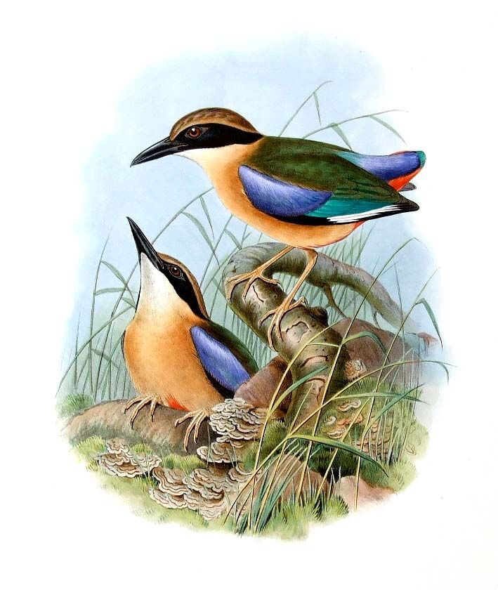 Blue-winged Pitta