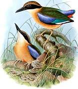 Blue-winged Pitta