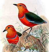 Blue-banded Pitta