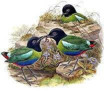 Western Hooded Pitta