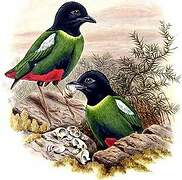 Western Hooded Pitta