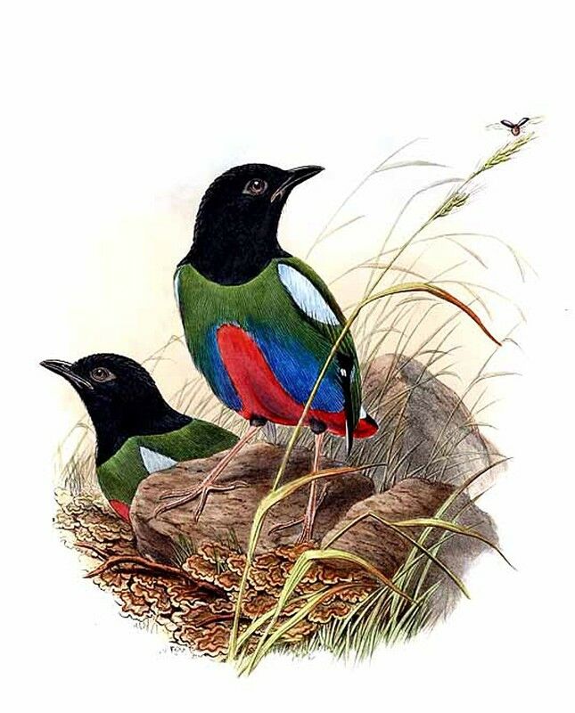 Western Hooded Pitta