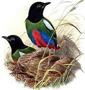 Western Hooded Pitta