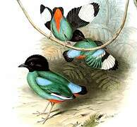 Western Hooded Pitta