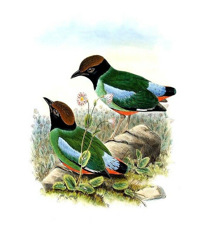 Western Hooded Pitta