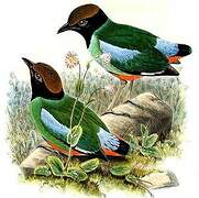 Western Hooded Pitta