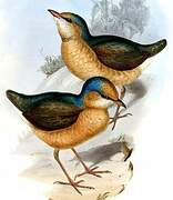 Blue-naped Pitta