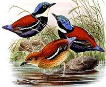 Blue-headed Pitta