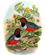 Philippine Pitta