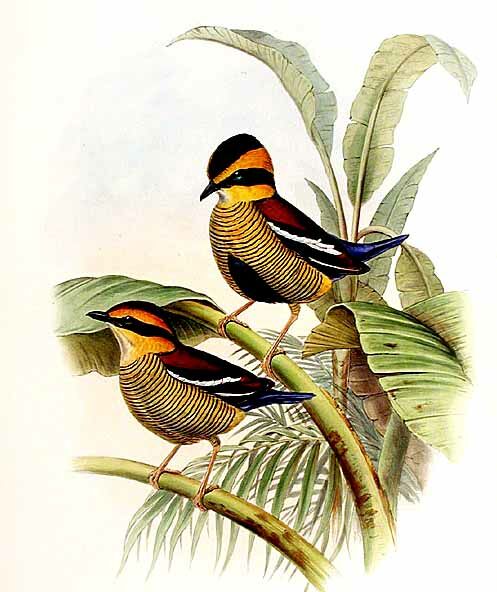 Javan Banded Pitta