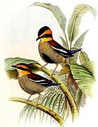 Javan Banded Pitta