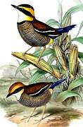 Javan Banded Pitta