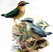 Bar-bellied Pitta